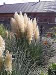 trawa pampasowa Cortaderia selloana 'Evita