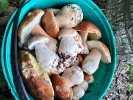 Білі гриби  сушені , синяки,  мариновані білі, лисички, рижики