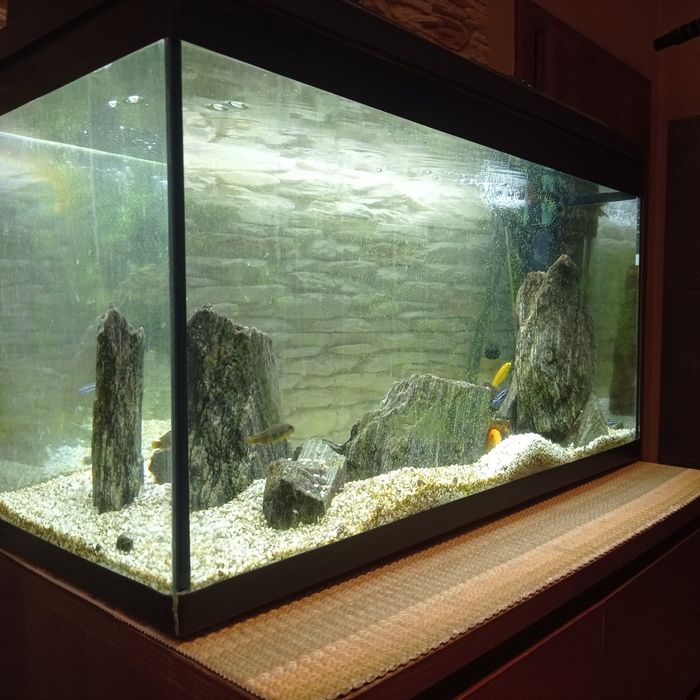 Akwarium duże 160 litrów