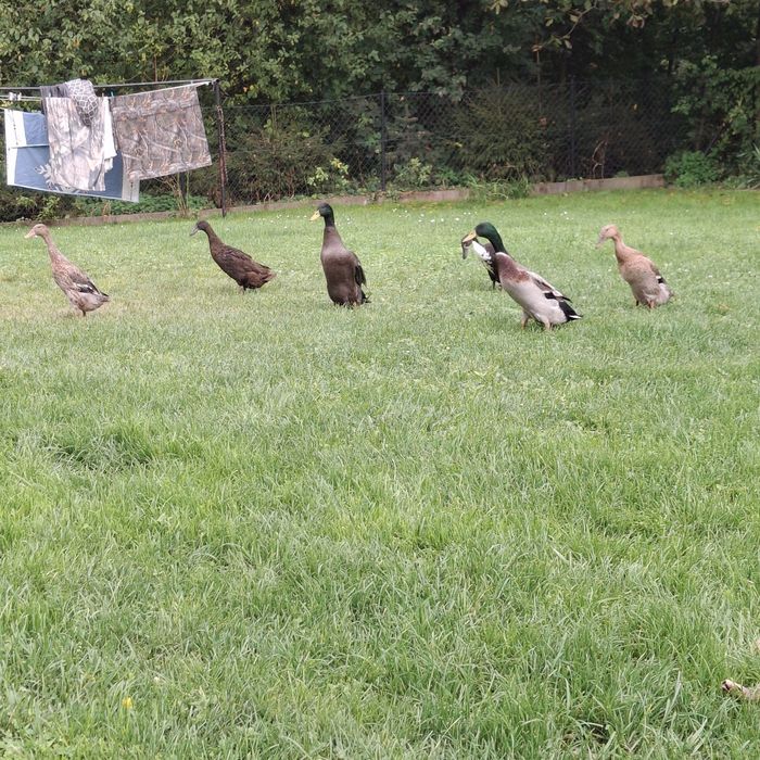 Kaczki Biegusy Indyjskie