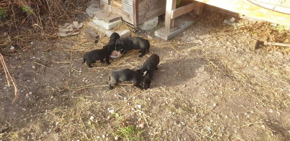 Oddam szczeniaki jamink