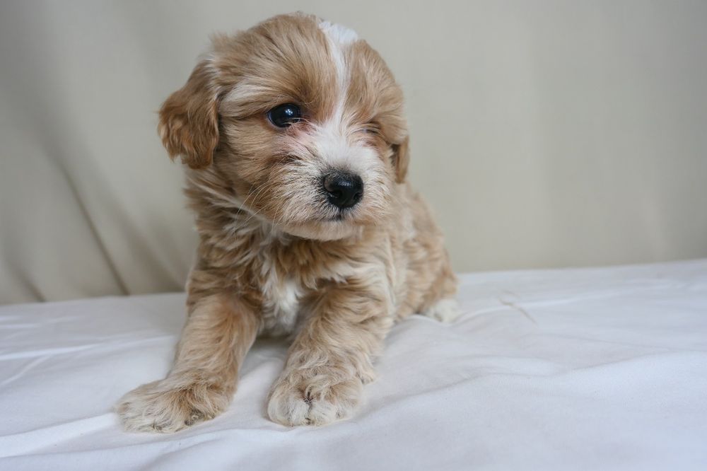 Maltipoo- Piękna suczka F1.