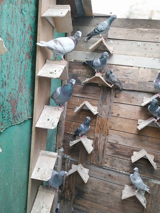 Golebie pocztowe z rozplodu