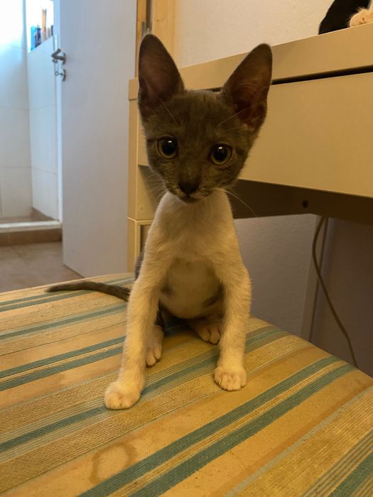 Gatos bebés para adoção