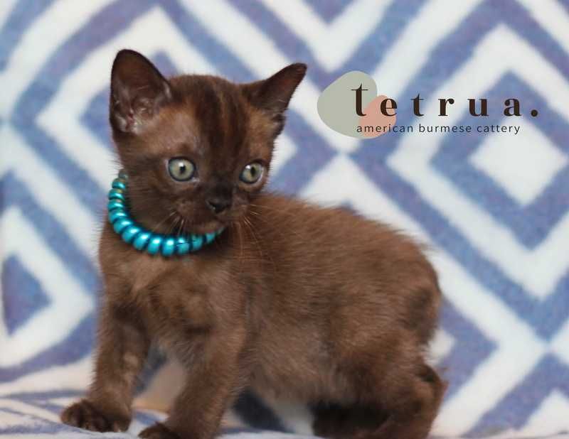 Американская бурма!!!