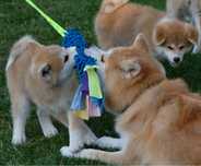 Akita inu akita japońska suczka ZKWP gotowa do odbioru