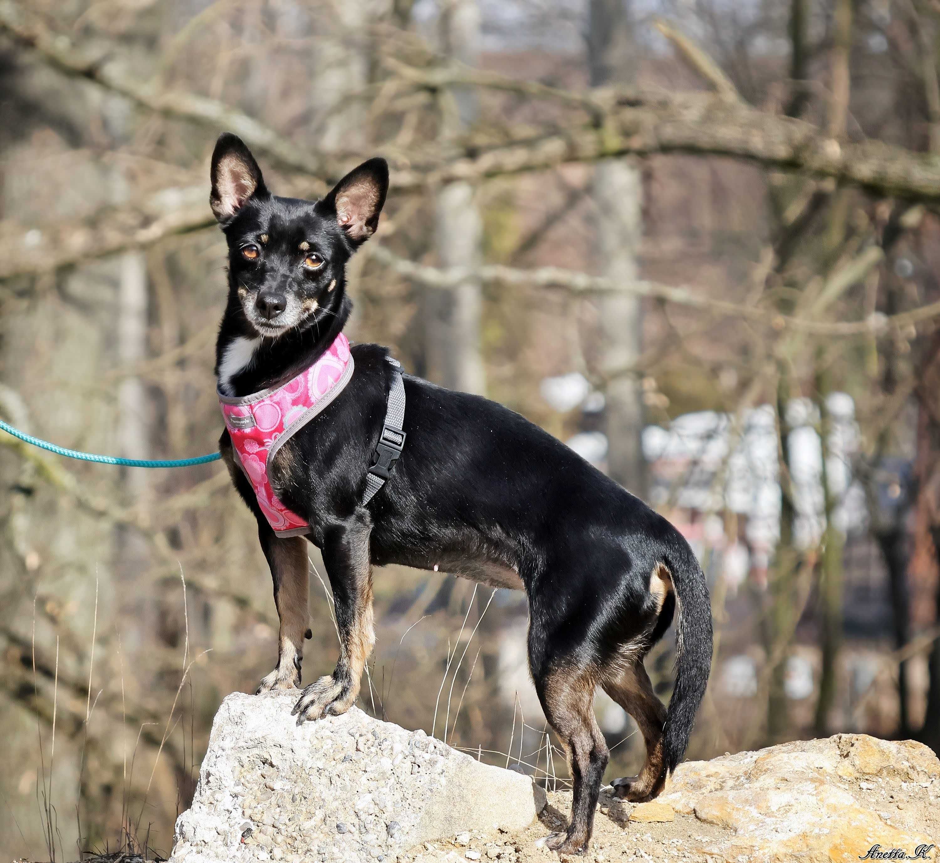 Adopcja: Tekla, 6 kg pinczerka z charakterem i wielkim sercem