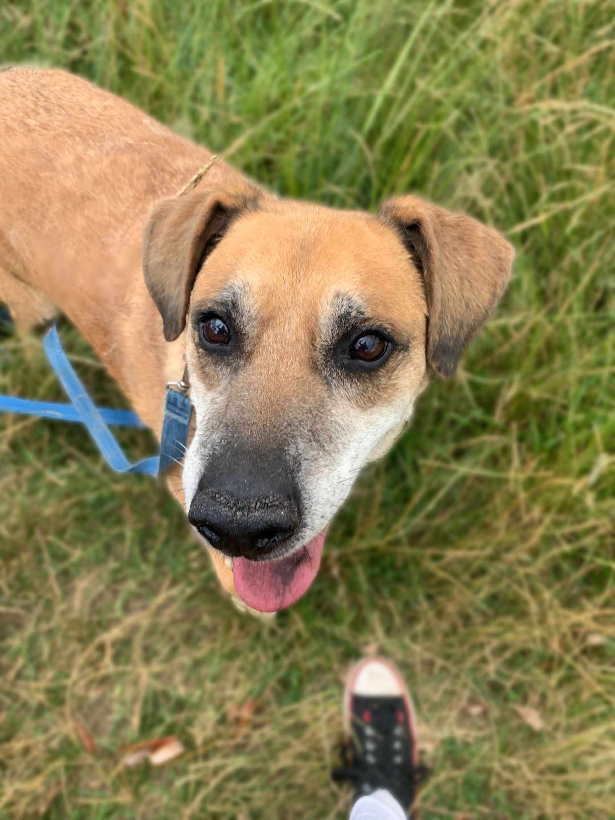 Noe w typie labradora do pilnej adopcji!