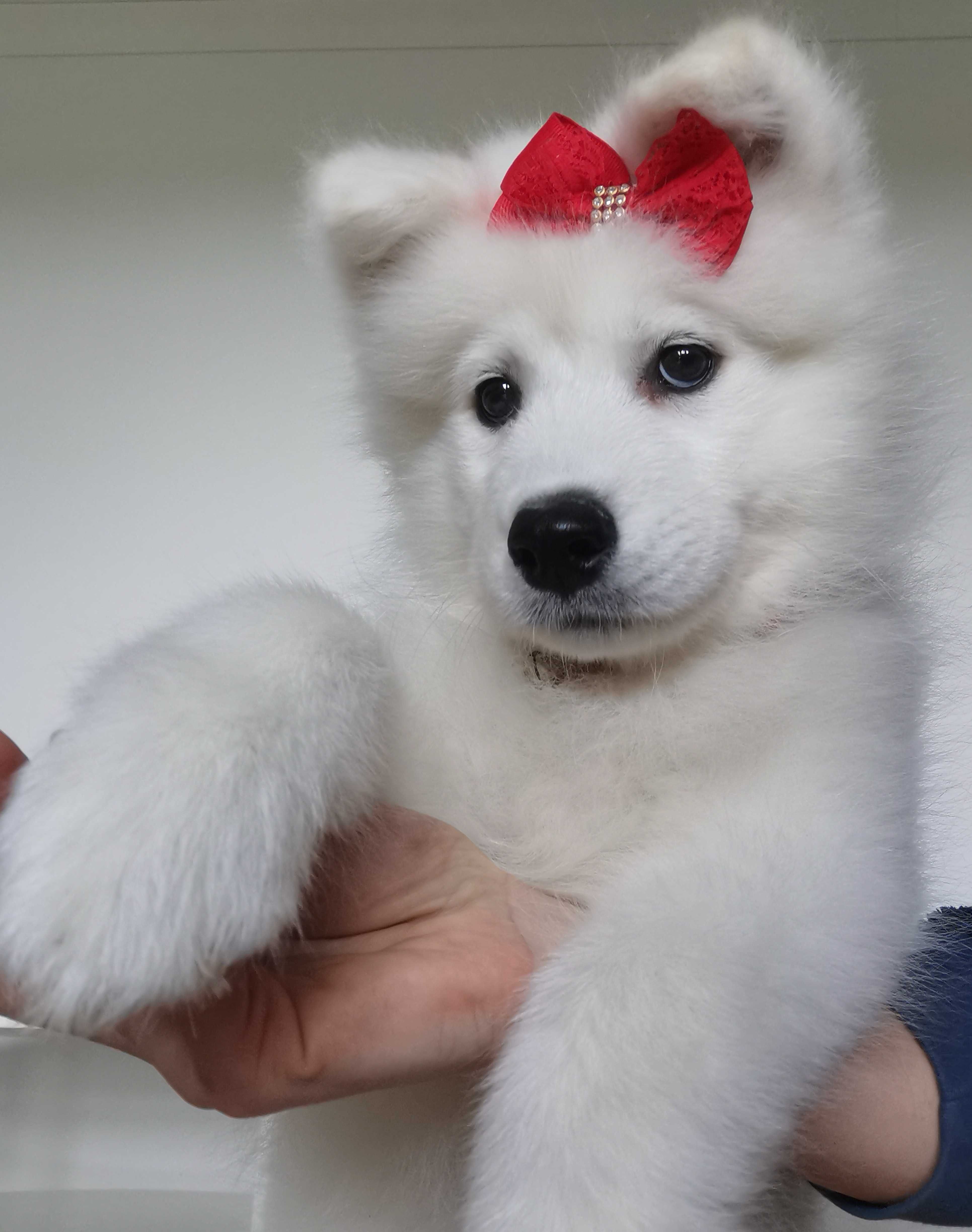 Samoyed z rodowodem suczka samoyed szczenię