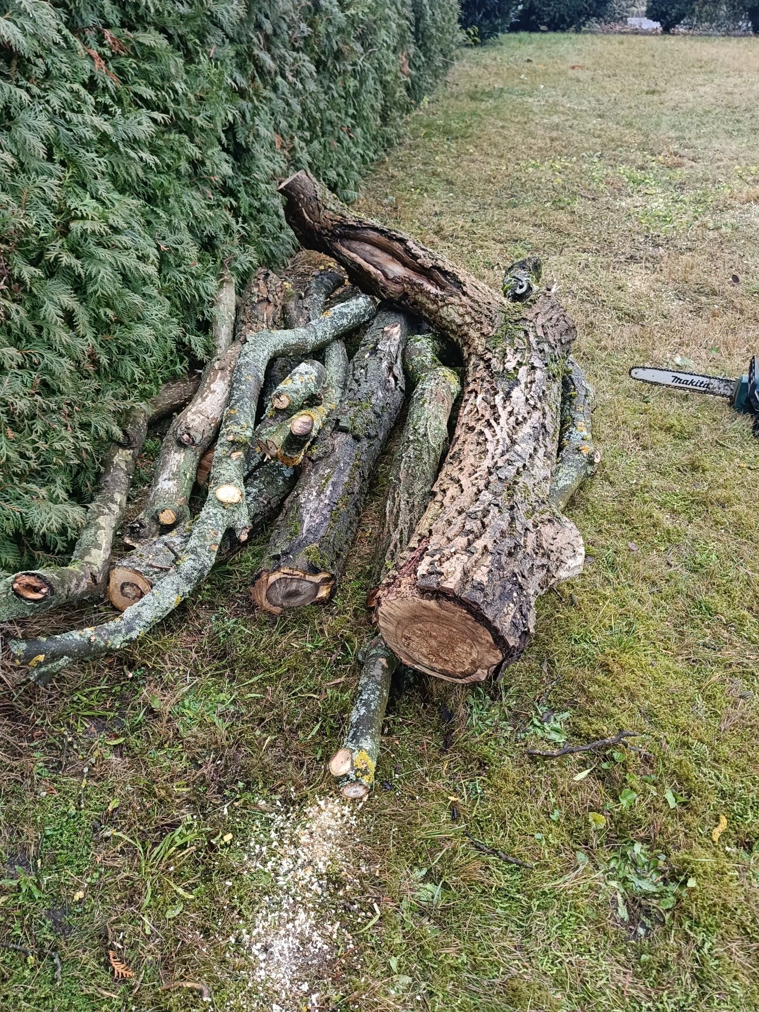 Orzech włoski drewno