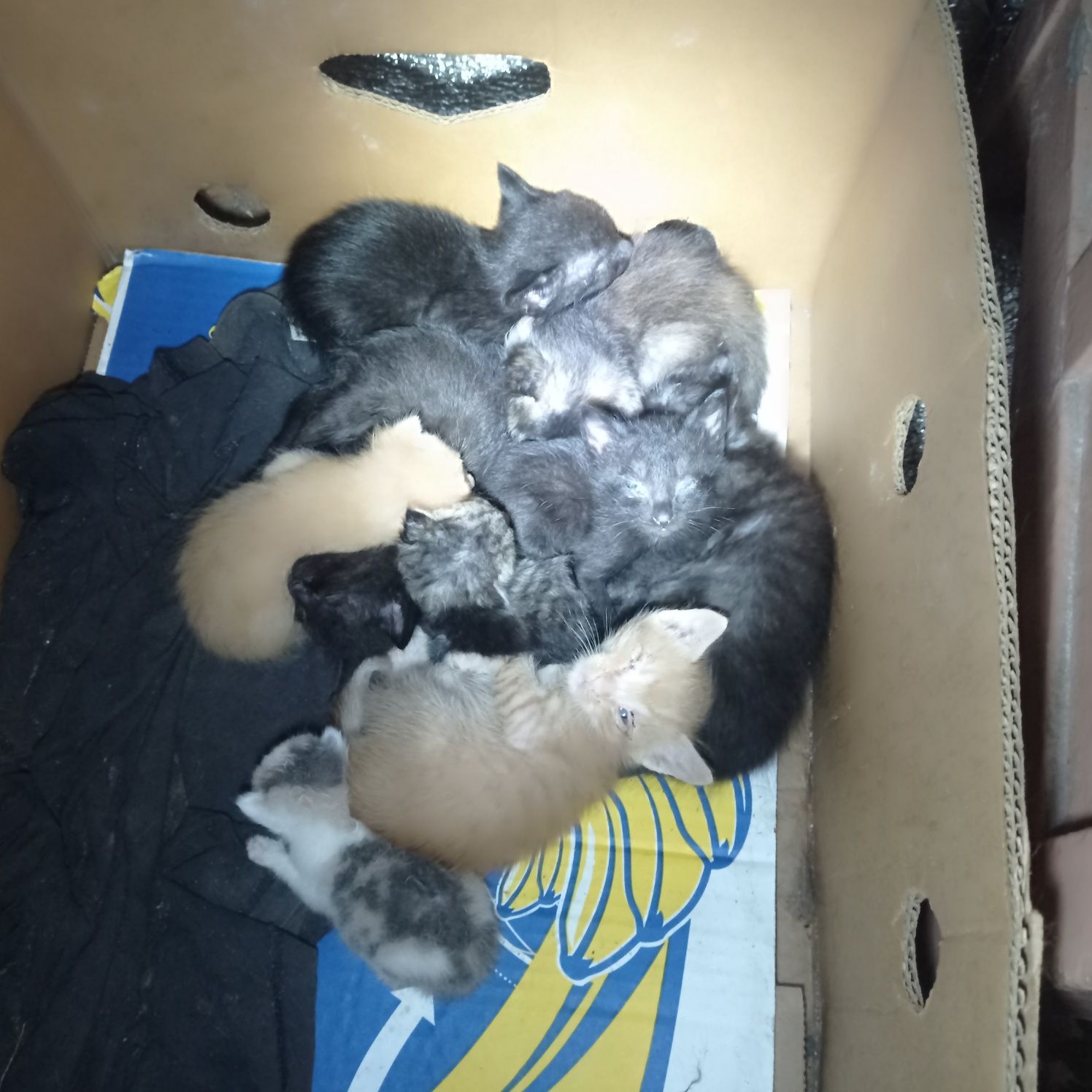 Котята новонароджені