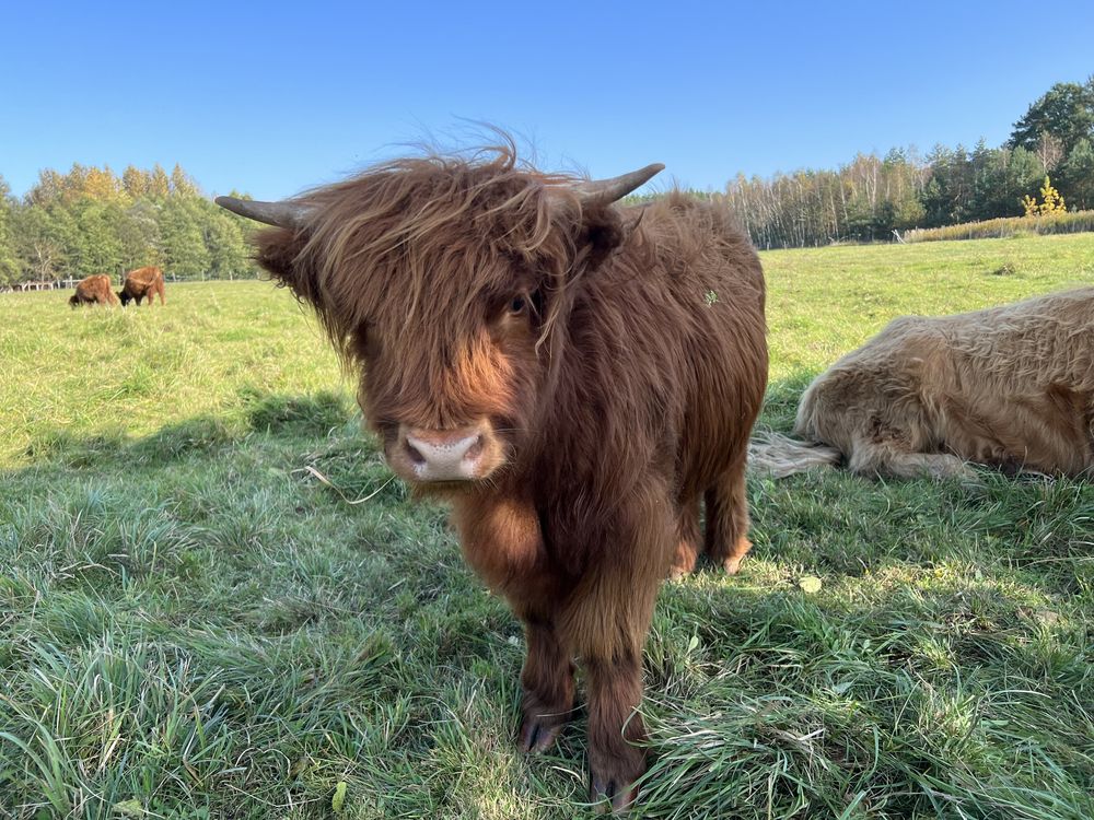 Bydło Szkockie Highland Cattle
