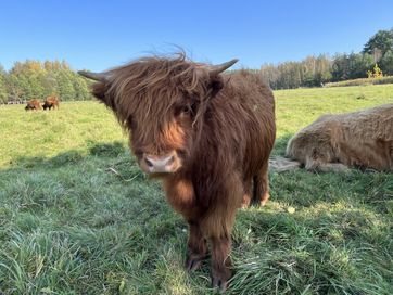 Bydło Szkockie Highland Cattle