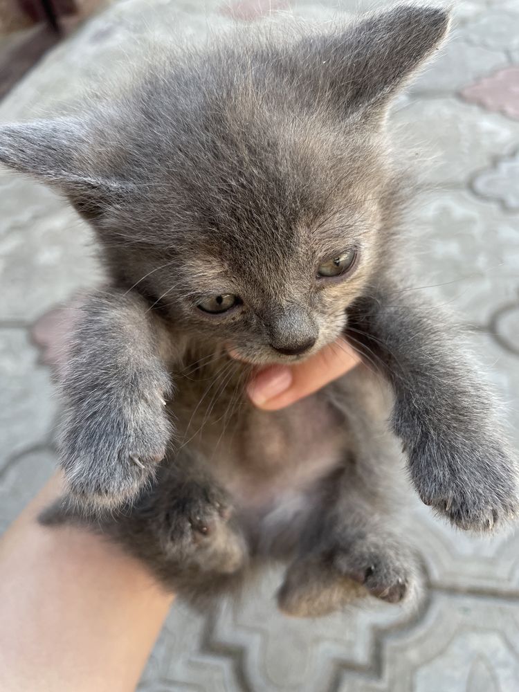 Віддам в добрі руки кошенят