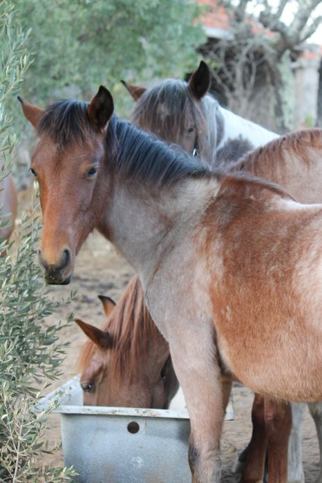 Vendo poldro/ poldras