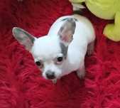 Chihuahua miniaturowa sunia
