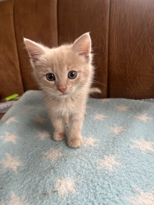 Кошенята в добрі руки