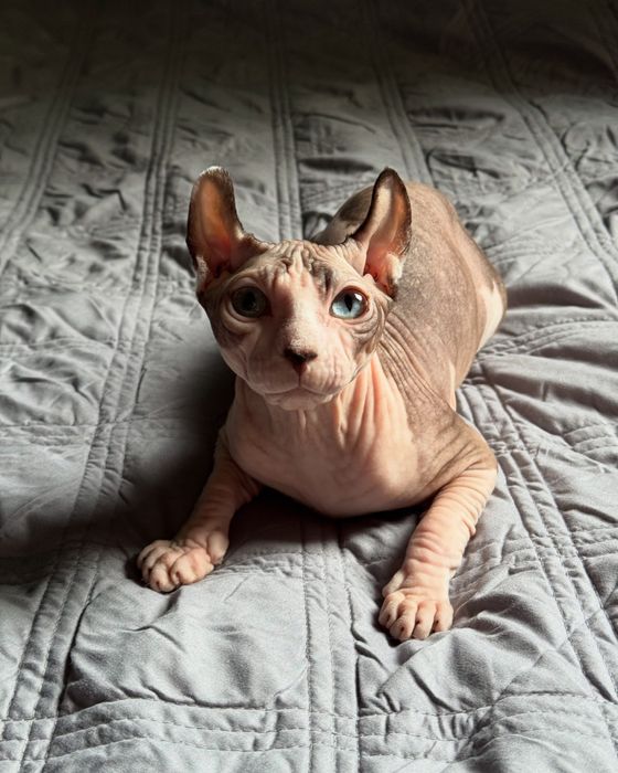 Продається дівчинка сфінкс єльф з паспортом 10 місяців