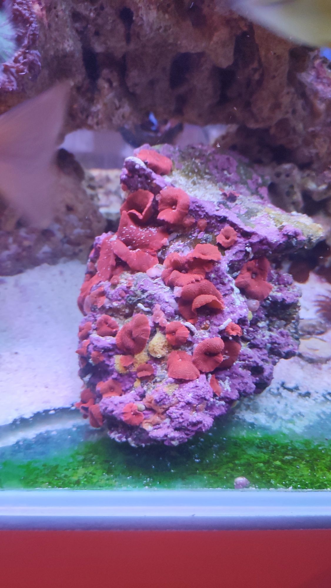 Akwarium morskie koralowiec discosoma