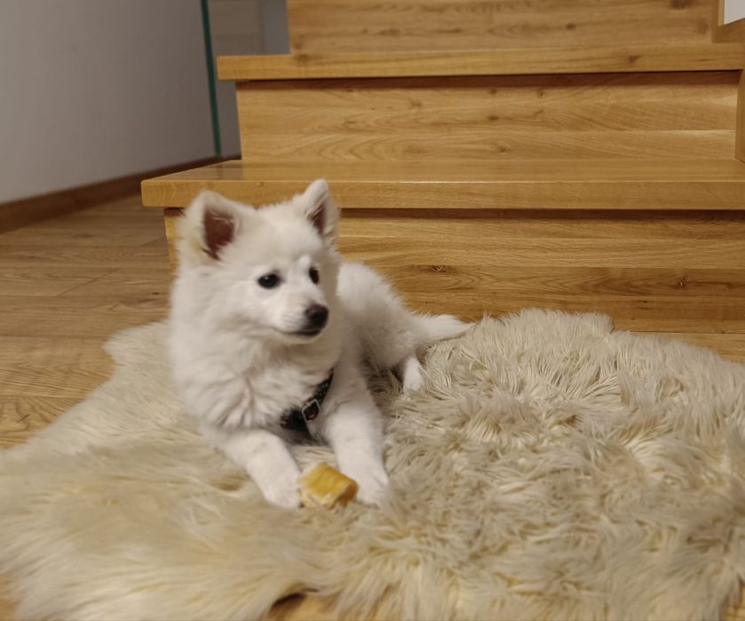 Szpic Nimiecki-Średni.Sunia śliczna 10ryg.