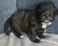 Pies Shihpoo – Pudel miniatura red i Shih tzu tricolor.