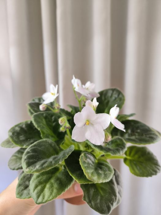 Дітки фіалок (мікс сортів). Також є листочки для вкорінення.