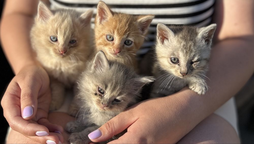 КОТИКИ, Чернівці та область