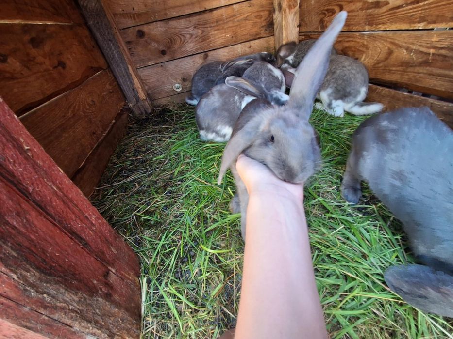Młode króliczki mini lop/baran rasa