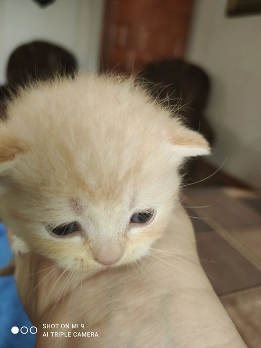 Шотландські кошенята.