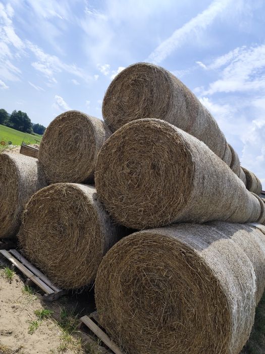 Siano bele okragle mocno zbite z ładnych łąk prasowane prasą pąsowa