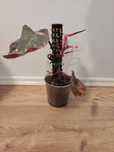 Philodendron pink princess marble