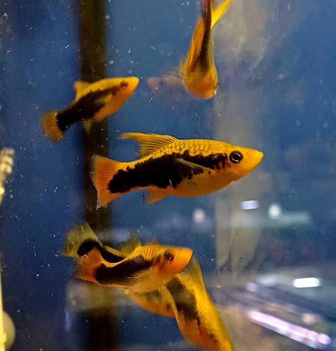 Rybki do akwarium - Platka hawajka half fin