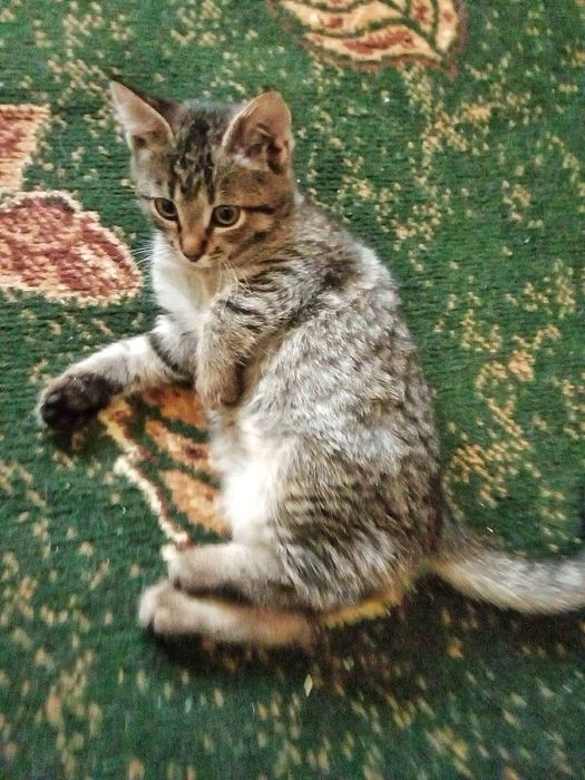 Полосата кішечка 2 місяців в гарні руки