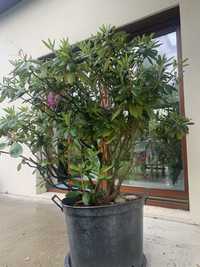 Rododendron, rozanecznik bardzo duzy sadzonka donica