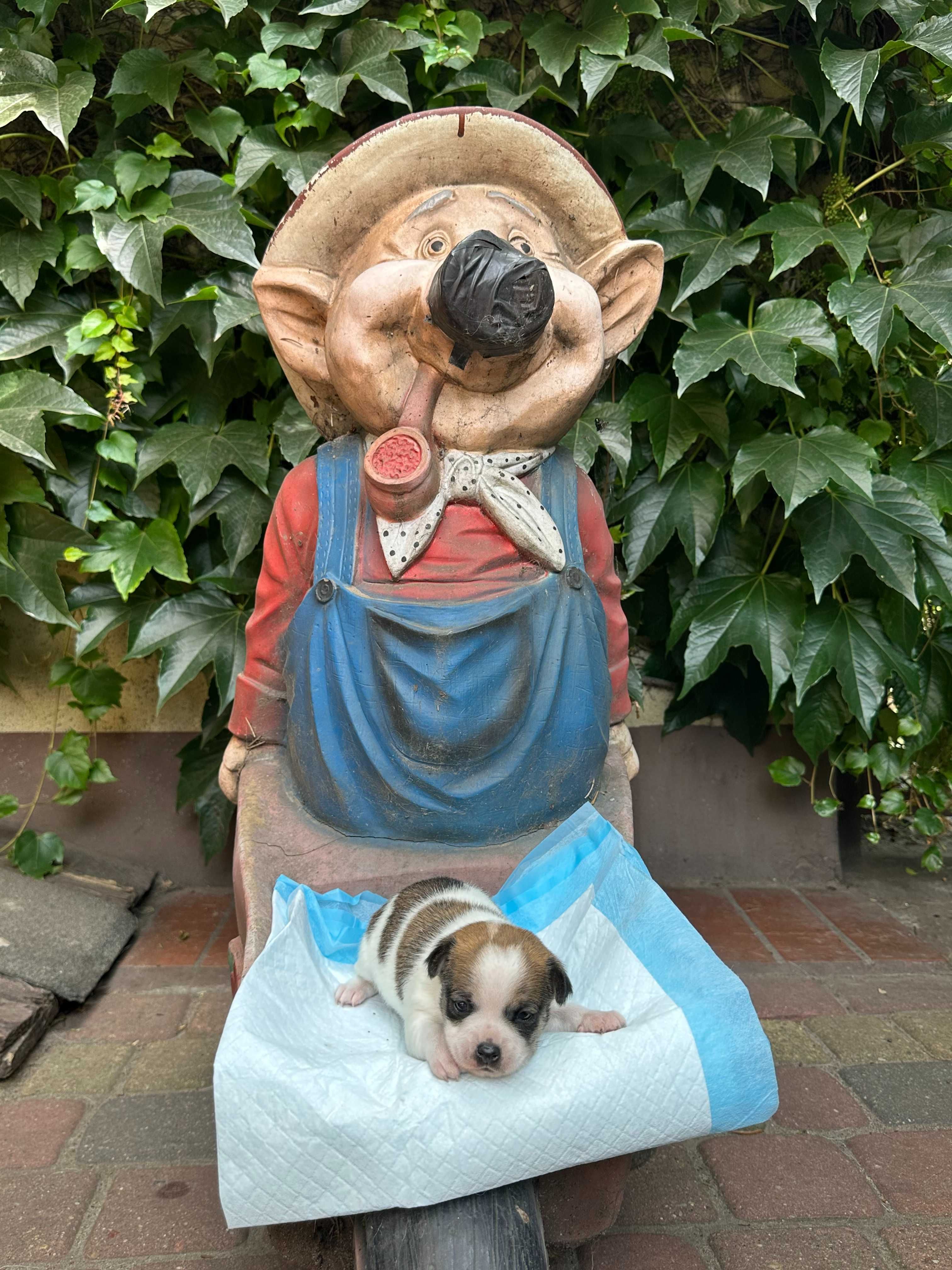 Chihuahua piesek  Zarezerwowany