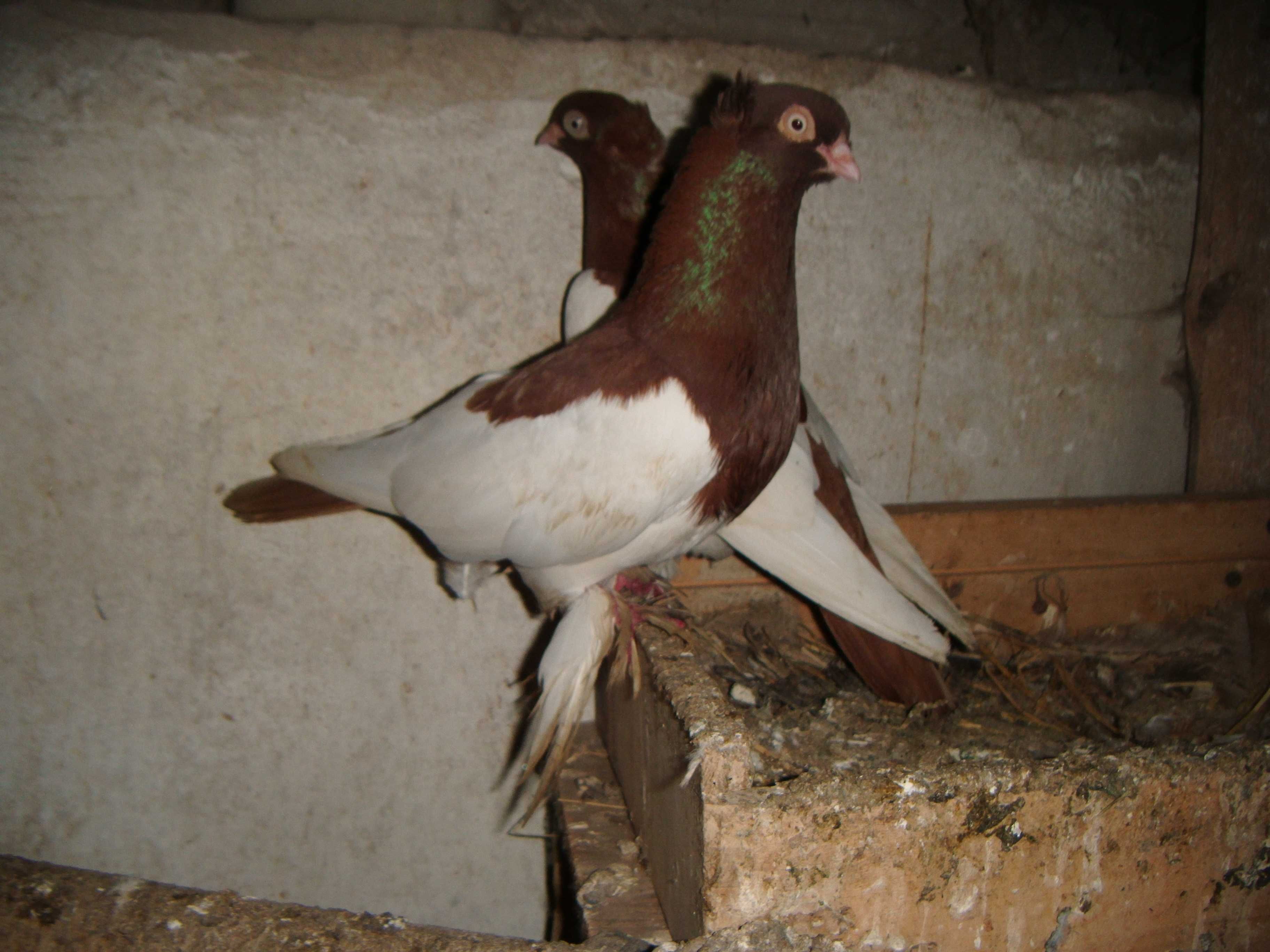 gołębie sroczki, spancry, mewki