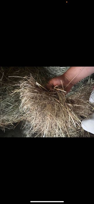 Siano 2025 suche pogodne