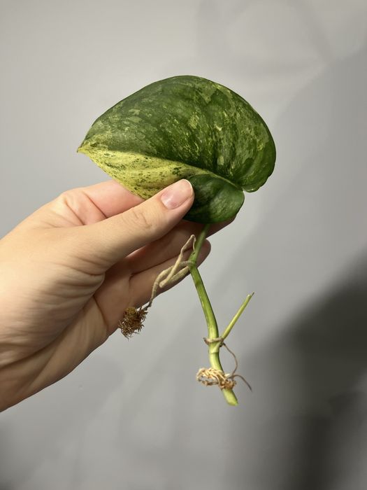 Scindapsus black dragon okaz pędówka