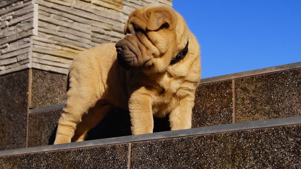 Frugo,Błękitno płowy samczyk Shar Pei z rodowodem, po rodzicach FCI