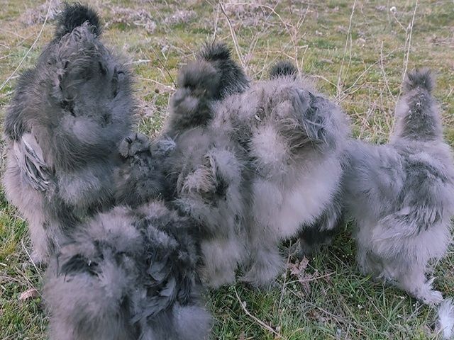 Інкубаційне яйце кур,курчата,Китайська шовкова смугаста,коричнева,синя