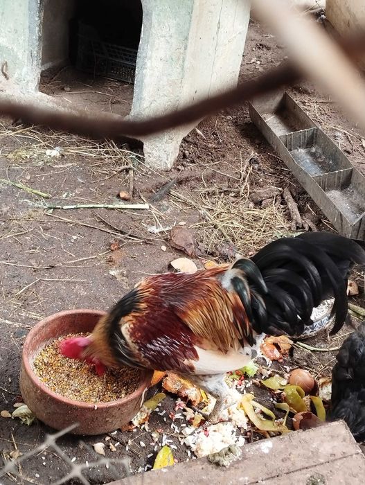 Casal de galináceos