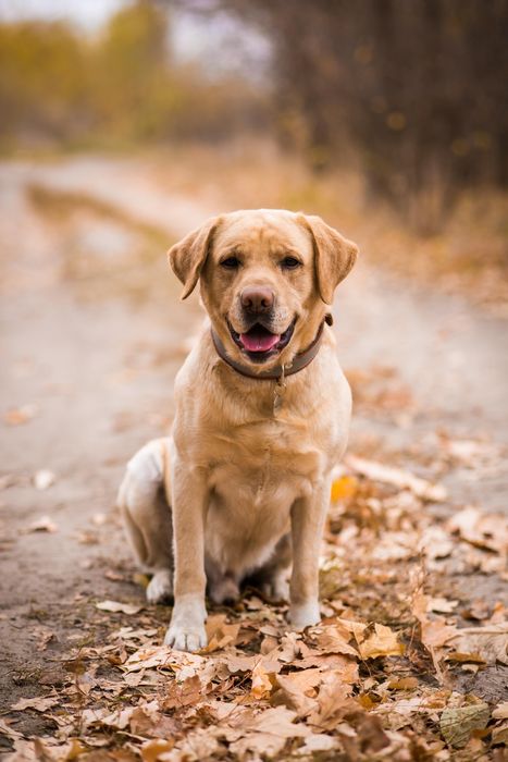 Лабрадор для вязки
