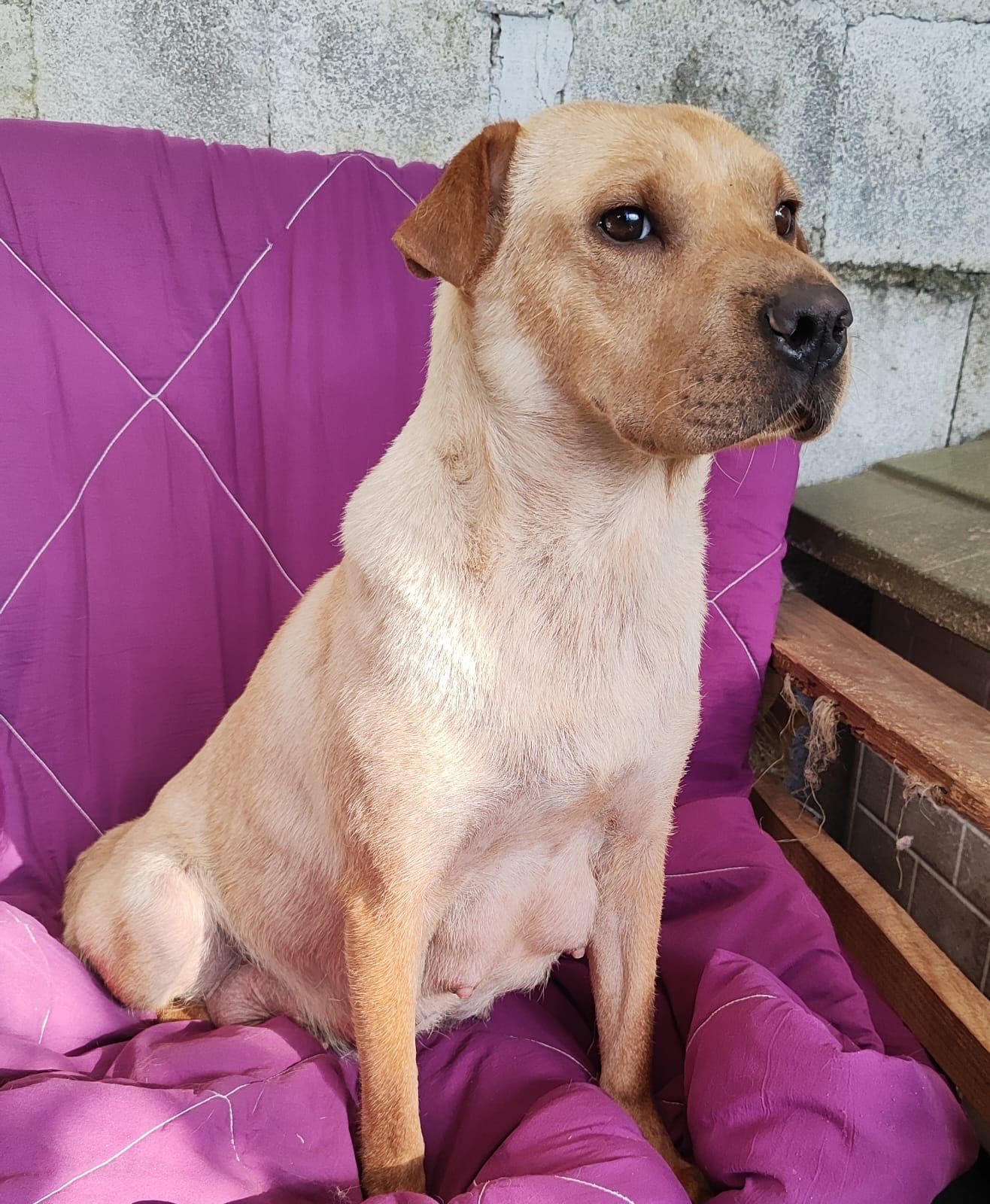 Cadela para adoção RESPONSÁVEL