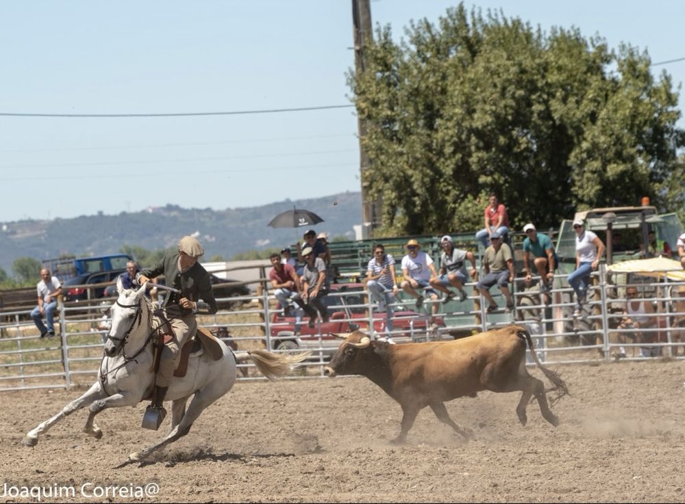 Cavalo cruzado com 14 anos