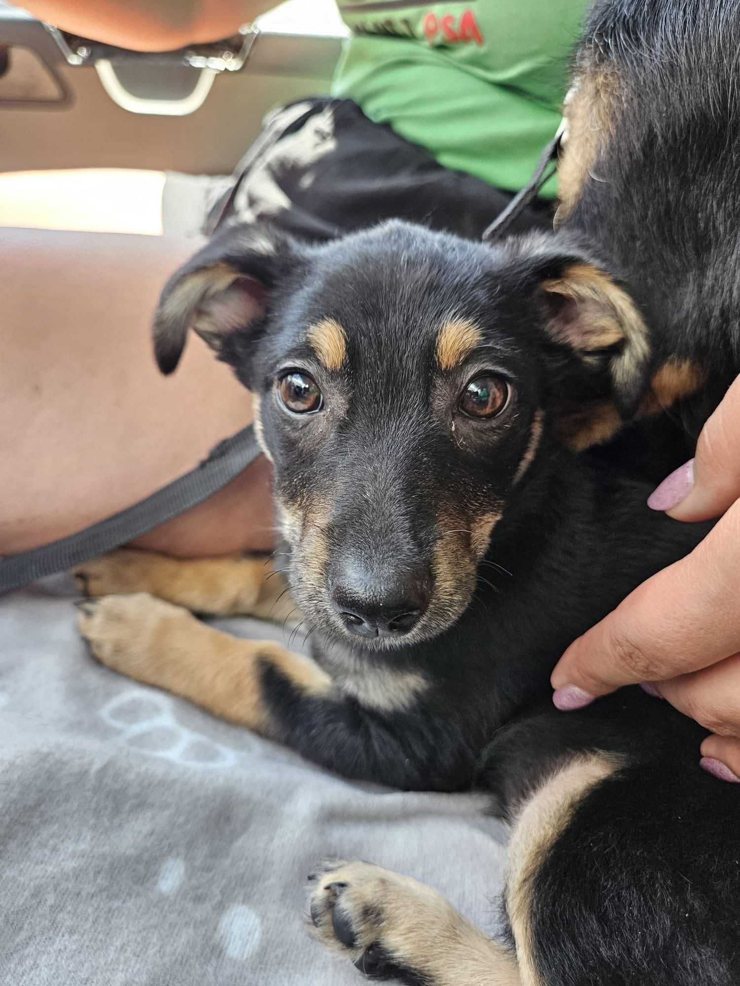 szczeniak do adopcji