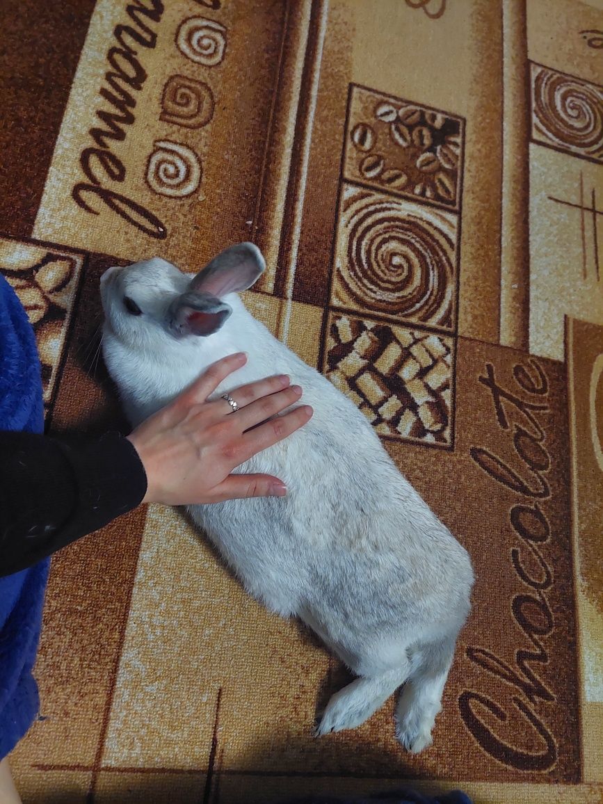 Крольчиха, около 2 лет