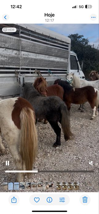 Poneis femeas e machos