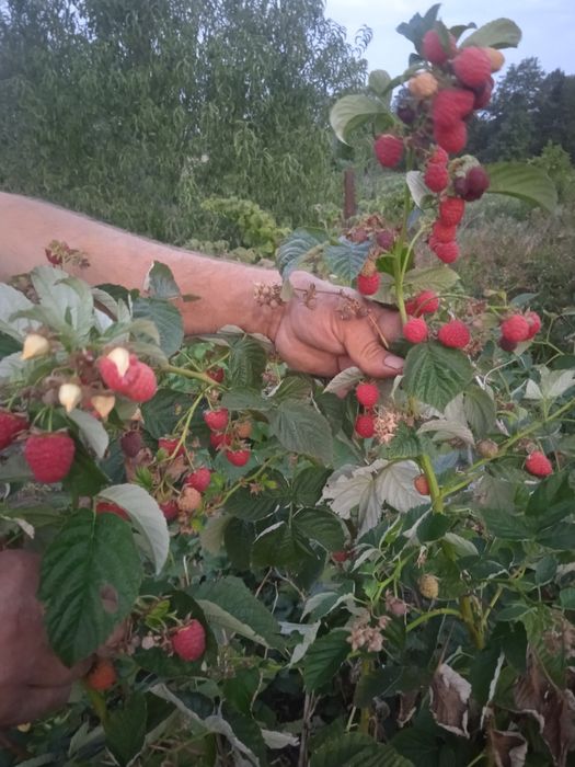 Саженцы Малины ремонтантной и летней