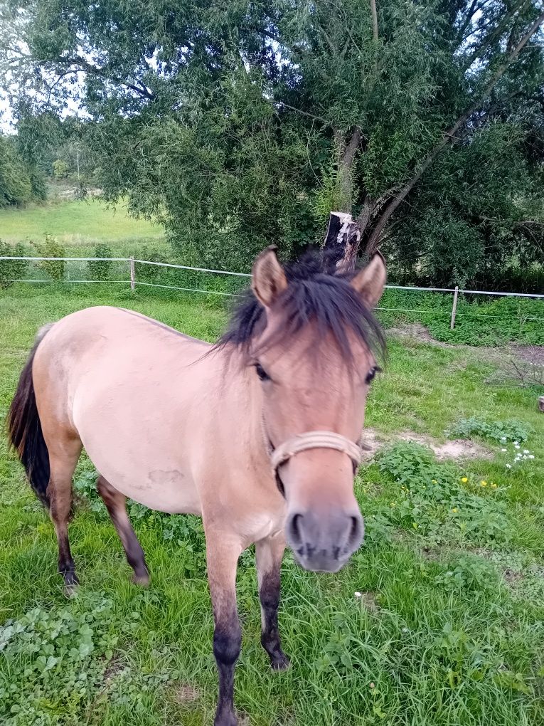 Sprzedam piękna młoda klacz