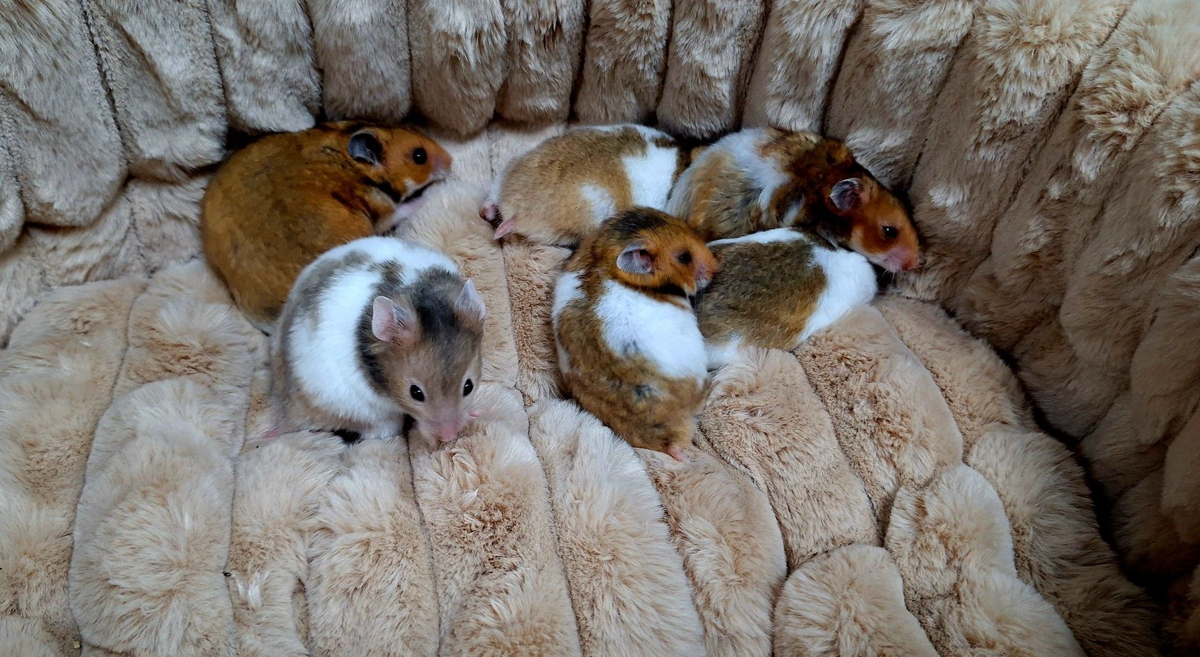 Chomiki syryjskie.